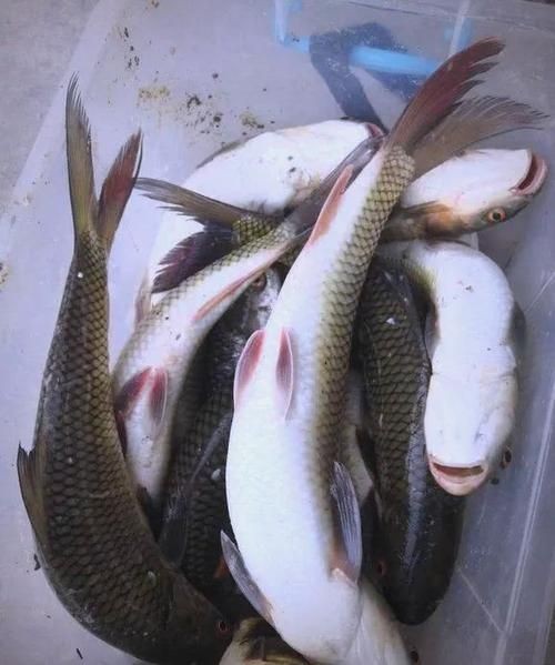 廣西孟加拉魚圖片，廣西孟加拉魚高清實拍圖片及詳細