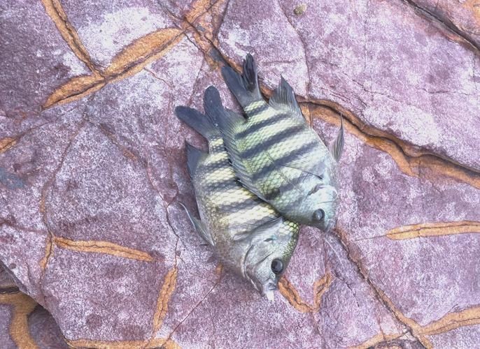 廣西孟加拉魚圖片，廣西孟加拉魚高清實拍圖片及詳細