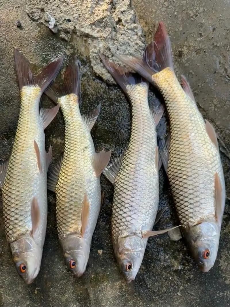 廣西孟加拉魚圖片，廣西孟加拉魚高清實拍圖片及詳細