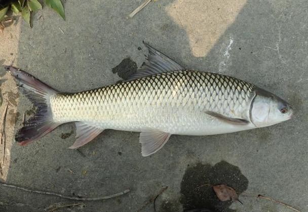 廣西孟加拉魚圖片，廣西孟加拉魚高清實拍圖片及詳細