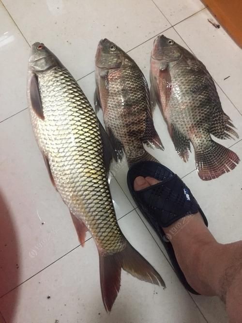 廣西孟加拉魚圖片，廣西孟加拉魚高清實拍圖片及詳細