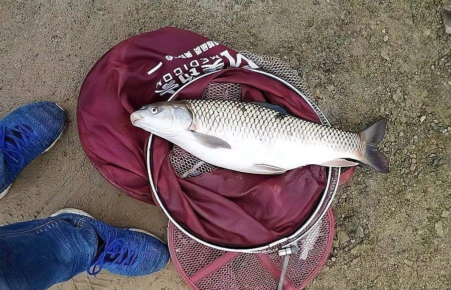 廣西孟加拉魚圖片，廣西孟加拉魚高清實拍圖片及詳細