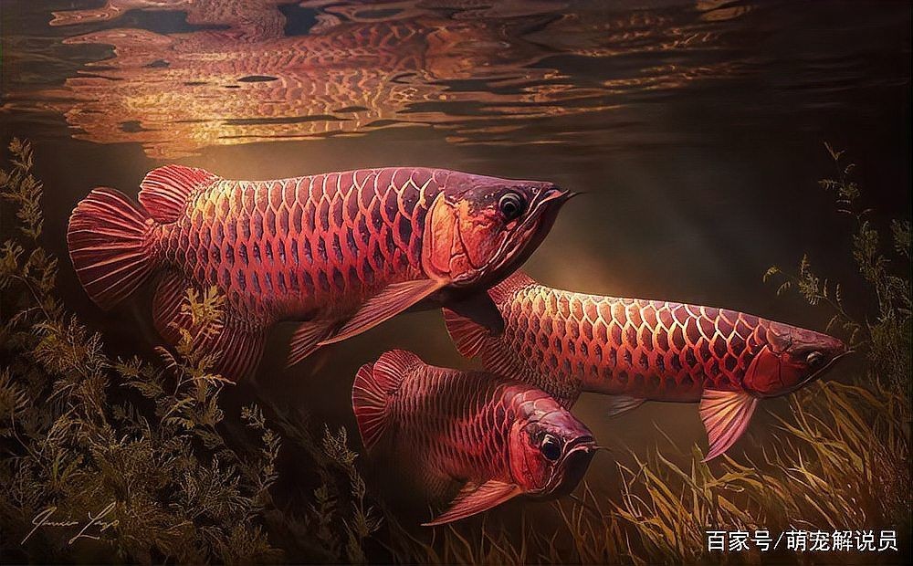 十大招財魚排行，揭秘十大招財魚排行，家居風(fēng)水必