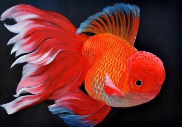 十大招財魚排行，揭秘十大招財魚排行，家居風水必