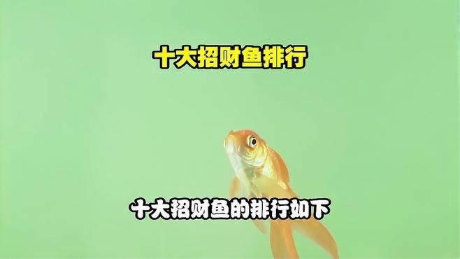 十大招財魚排行，揭秘十大招財魚排行，家居風(fēng)水必