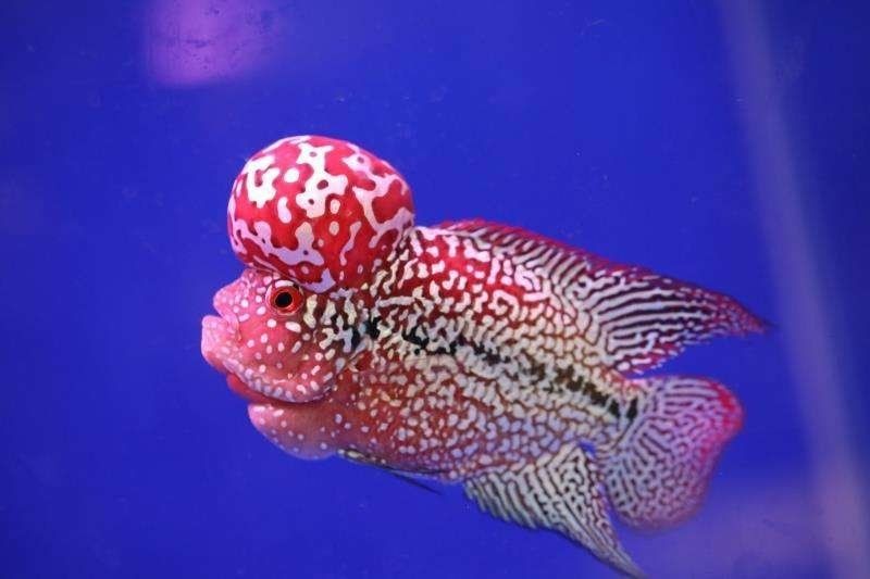 十大招財魚排行，揭秘十大招財魚排行，家居風(fēng)水必
