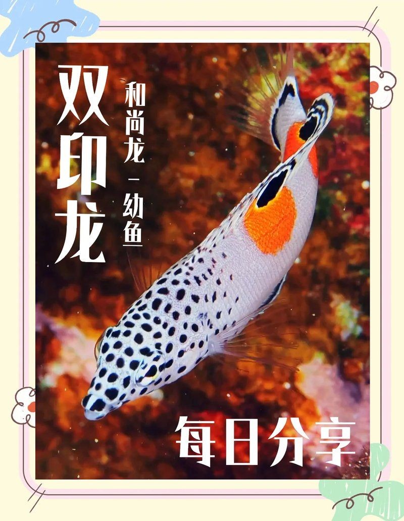和尚魚叫什么，和尚魚的正確名稱是什么？
