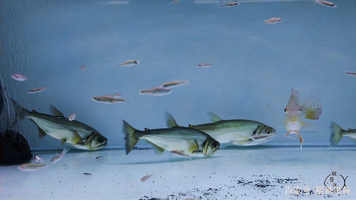 哥倫比亞巨暴魚捕食圖片，驚現哥倫比亞！巨暴魚兇猛捕食震撼