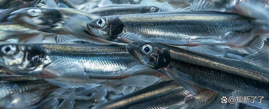 哥倫比亞巨暴魚捕食圖片，驚現哥倫比亞！巨暴魚兇猛捕食震撼