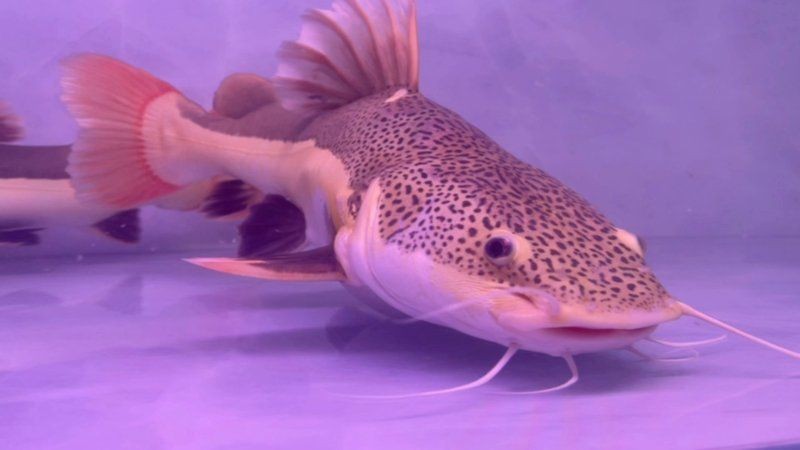 巨骨舌魚vs招財貓魚,巨骨舌魚與招財貓魚,水域霸主終極 龍魚百科 第13張 巨骨舌魚vs招財貓魚,巨骨舌魚與招財貓魚,水域霸主終極 巨骨舌魚vs招財貓魚,巨骨舌魚與招財貓魚,水域霸主終極 龍魚百科 第13張