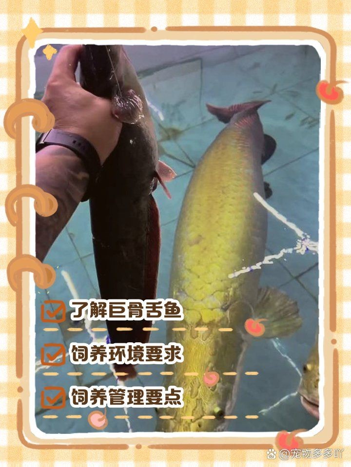 巨骨舌魚vs招財貓魚,巨骨舌魚與招財貓魚,水域霸主終極 龍魚百科 第5張 巨骨舌魚vs招財貓魚,巨骨舌魚與招財貓魚,水域霸主終極 巨骨舌魚vs招財貓魚,巨骨舌魚與招財貓魚,水域霸主終極 龍魚百科 第5張
