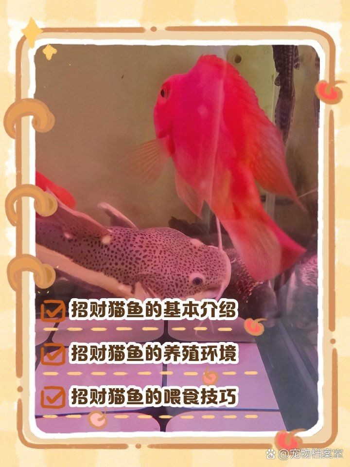 巨骨舌魚vs招財貓魚,巨骨舌魚與招財貓魚,水域霸主終極 龍魚百科 第9張 巨骨舌魚vs招財貓魚,巨骨舌魚與招財貓魚,水域霸主終極 巨骨舌魚vs招財貓魚,巨骨舌魚與招財貓魚,水域霸主終極 龍魚百科 第9張