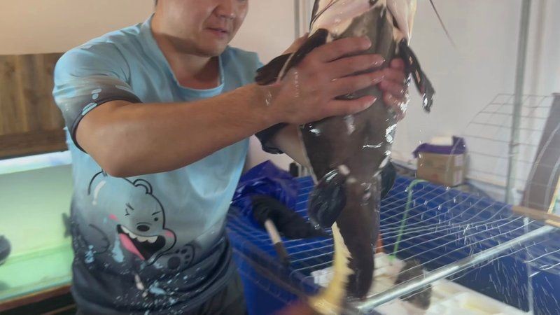 巨骨舌魚vs招財貓魚,巨骨舌魚與招財貓魚,水域霸主終極 龍魚百科 第7張 巨骨舌魚vs招財貓魚,巨骨舌魚與招財貓魚,水域霸主終極 巨骨舌魚vs招財貓魚,巨骨舌魚與招財貓魚,水域霸主終極 龍魚百科 第7張