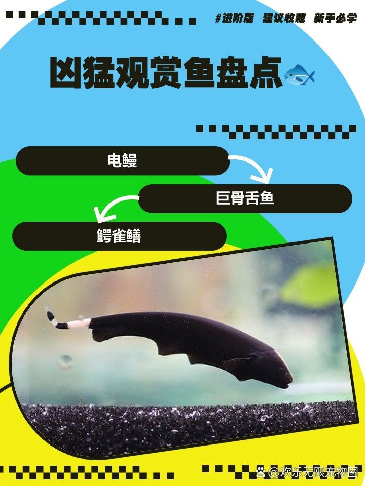 巨骨舌魚vs招財貓魚,巨骨舌魚與招財貓魚,水域霸主終極 龍魚百科 第11張 巨骨舌魚vs招財貓魚,巨骨舌魚與招財貓魚,水域霸主終極 巨骨舌魚vs招財貓魚,巨骨舌魚與招財貓魚,水域霸主終極 龍魚百科 第11張