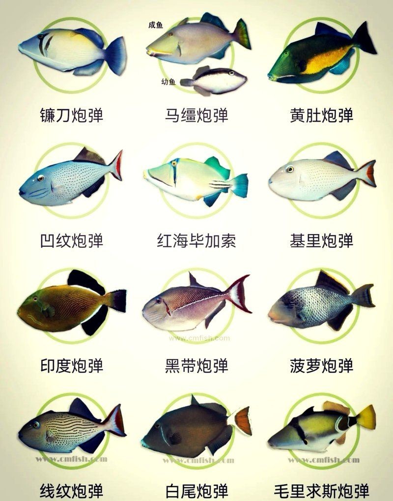 海南炮彈魚，探秘海南海域