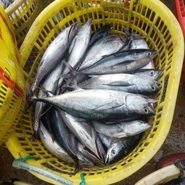 海南炮彈魚，探秘海南海域