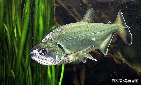 哥倫比亞巨暴魚，探秘哥倫比亞河流域驚現的史前巨暴魚奇觀