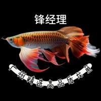 紅眼白子招財(cái)龍，驚艷紅眼白子招財(cái)龍，珍稀觀賞魚魅力全