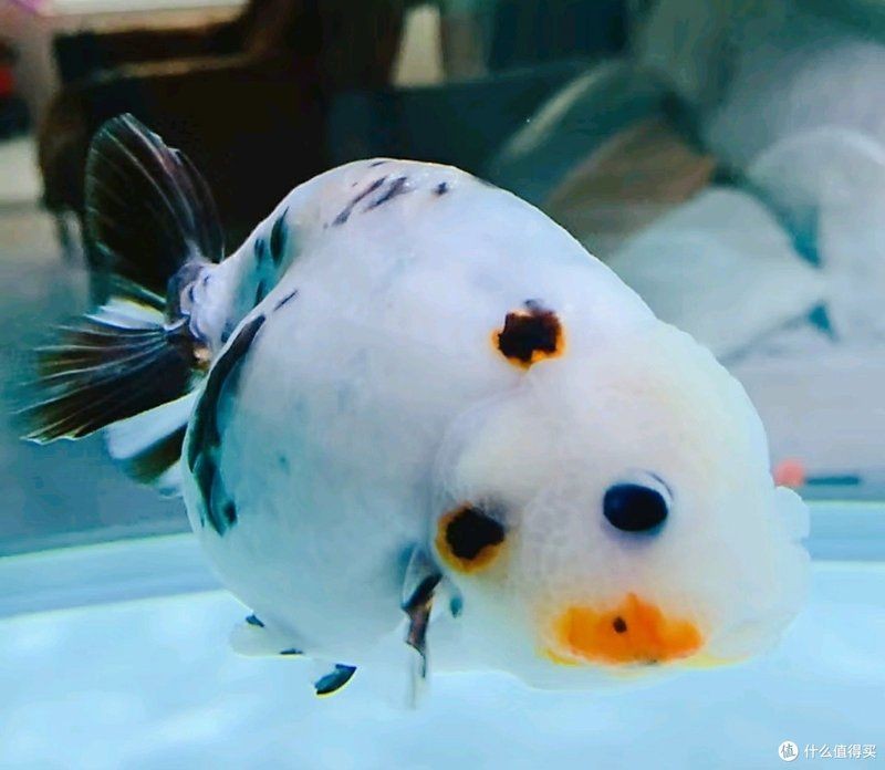 健康水族的增藍飼料，水族健康養護必備，科學配比增藍特效飼料 健康水族的增藍飼料，水族健康養護必備，科學配比增藍特效飼料 龍魚論壇 第2張