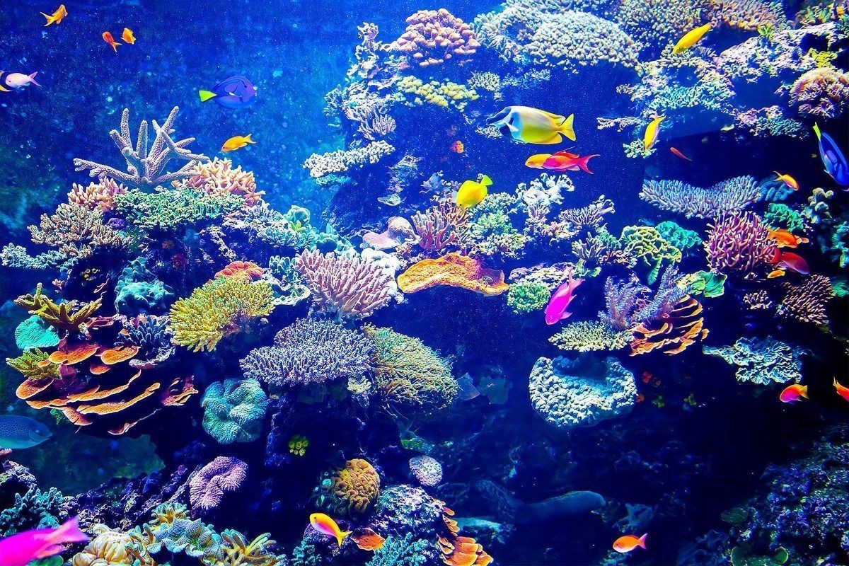 和尚魚最忌三種顏色，和尚魚養護禁忌，這三種顏色觸碰