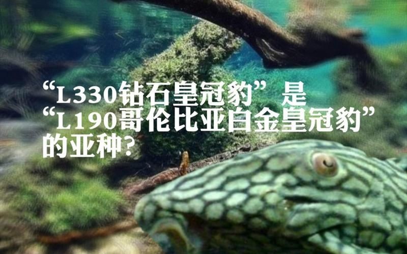 哥倫比亞白金皇冠豹能長多大，揭秘哥倫比亞白金皇冠豹，成年個體最大體長可達