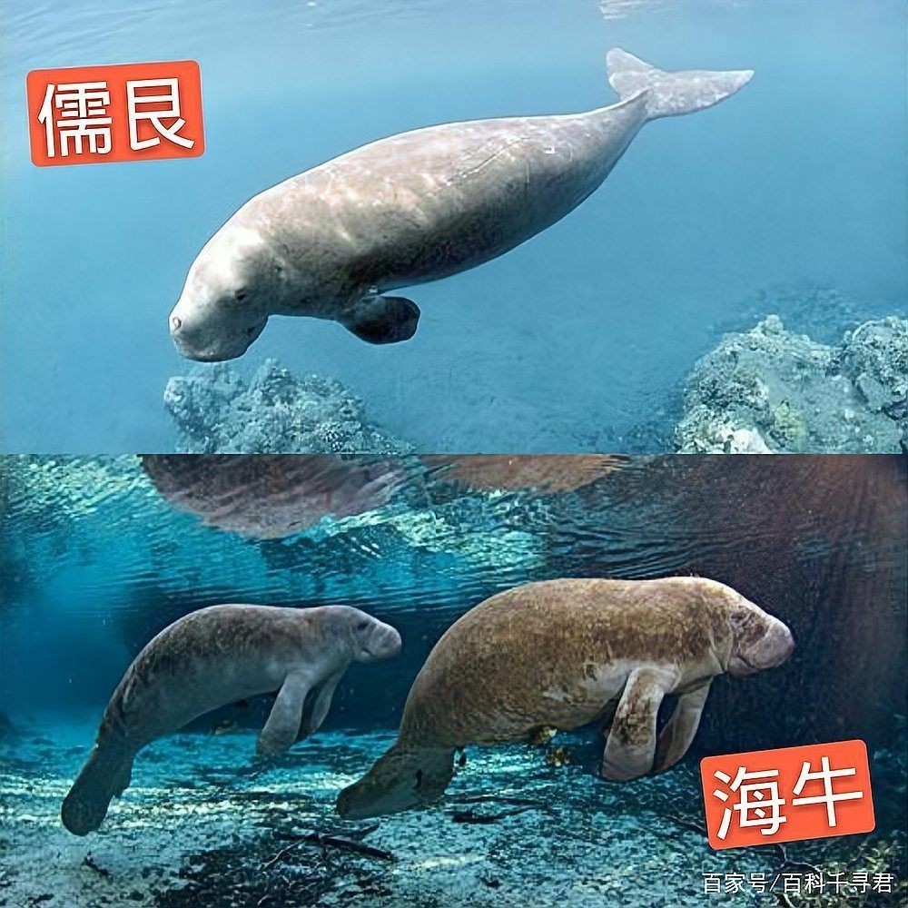 海洋里的哺乳動物有哪些,盤點海洋中的典型哺乳動物及其生存