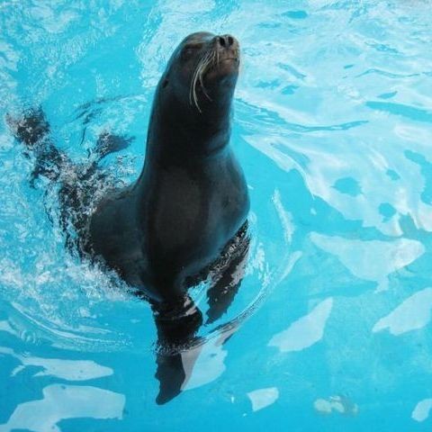 海洋里的哺乳動物有哪些,盤點海洋中的典型哺乳動物及其生存