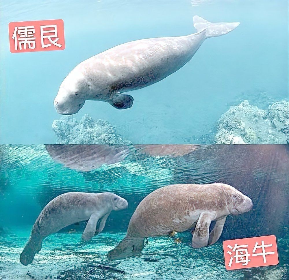 海洋里的哺乳動物有哪些,盤點海洋中的典型哺乳動物及其生存