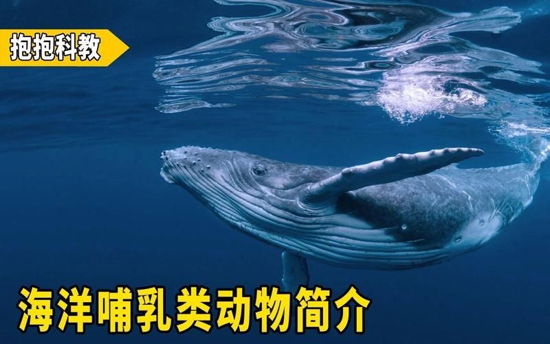 海洋里的哺乳動物有哪些,盤點海洋中的典型哺乳動物及其生存