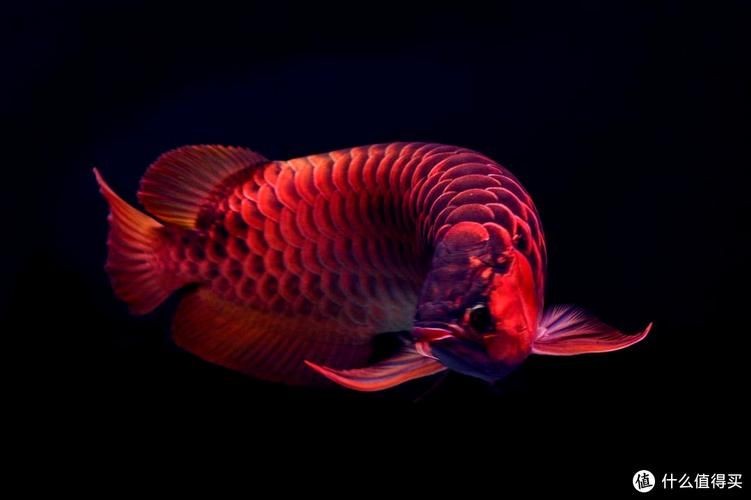 紅龍魚唯美圖片，驚艷！紅龍魚絕美 紅龍魚唯美圖片，驚艷！紅龍魚絕美 龍魚百科 第15張