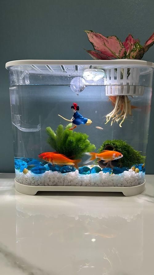 家庭小型魚缸圖片，精選家庭小型