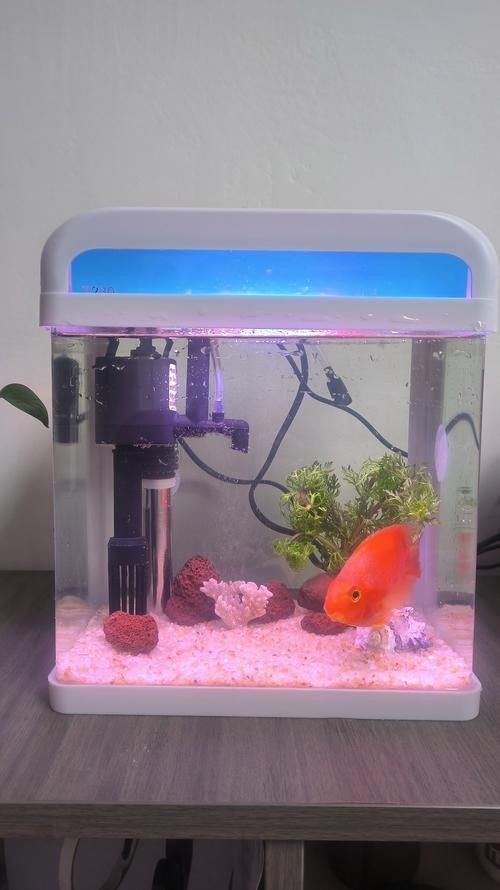 家庭小型魚缸圖片，精選家庭小型