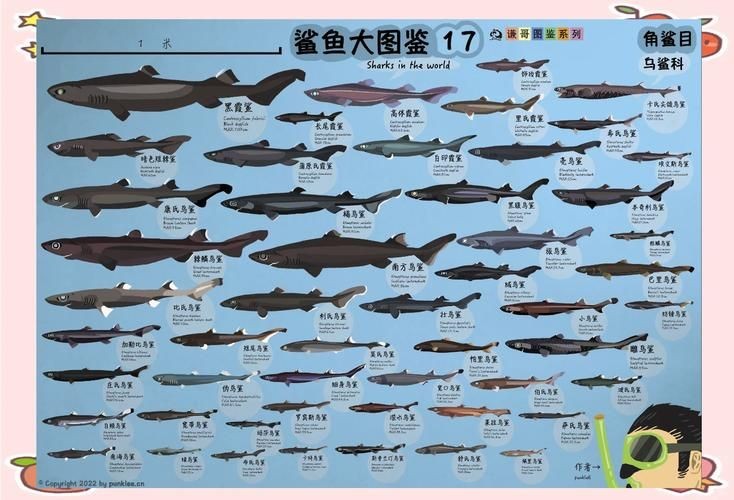 各種鯊魚圖片，震撼視覺！超全鯊魚種類高清大圖