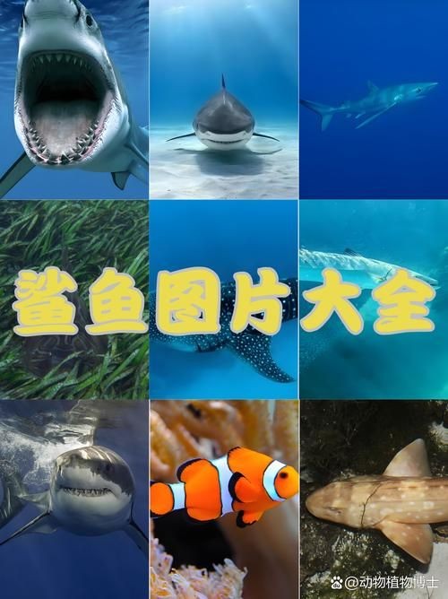 各種鯊魚圖片，震撼視覺！超全鯊魚種類高清大圖