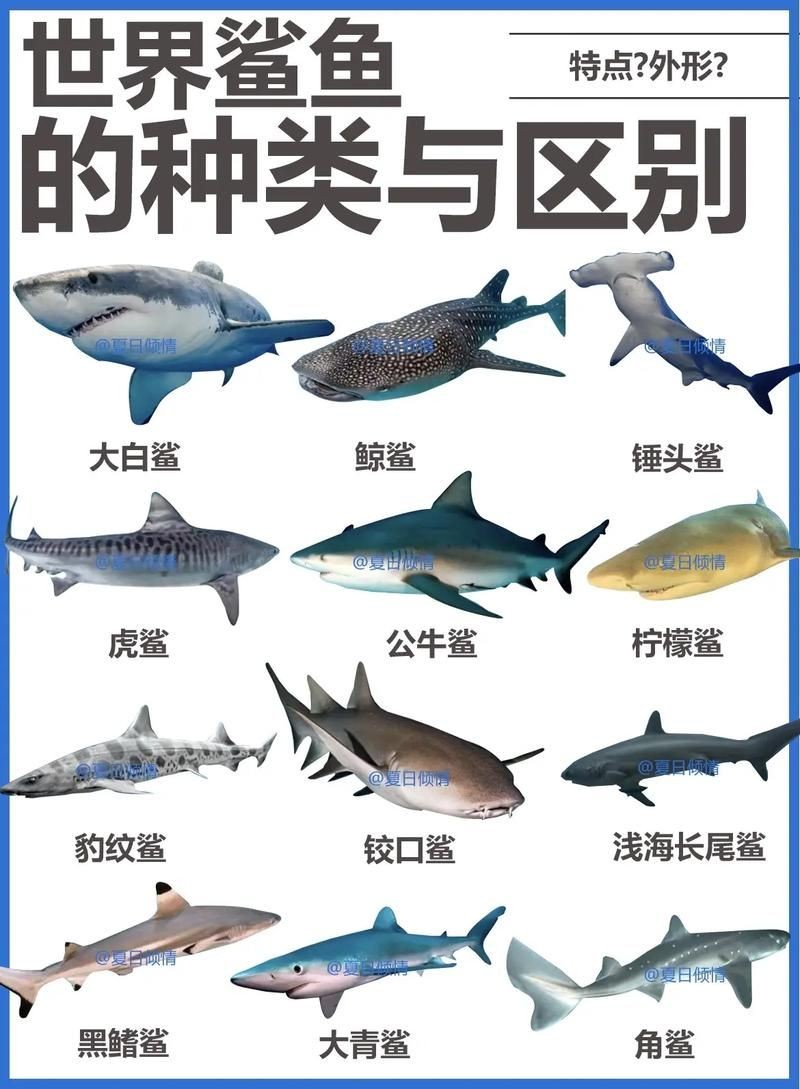 各種鯊魚圖片，震撼視覺！超全鯊魚種類高清大圖