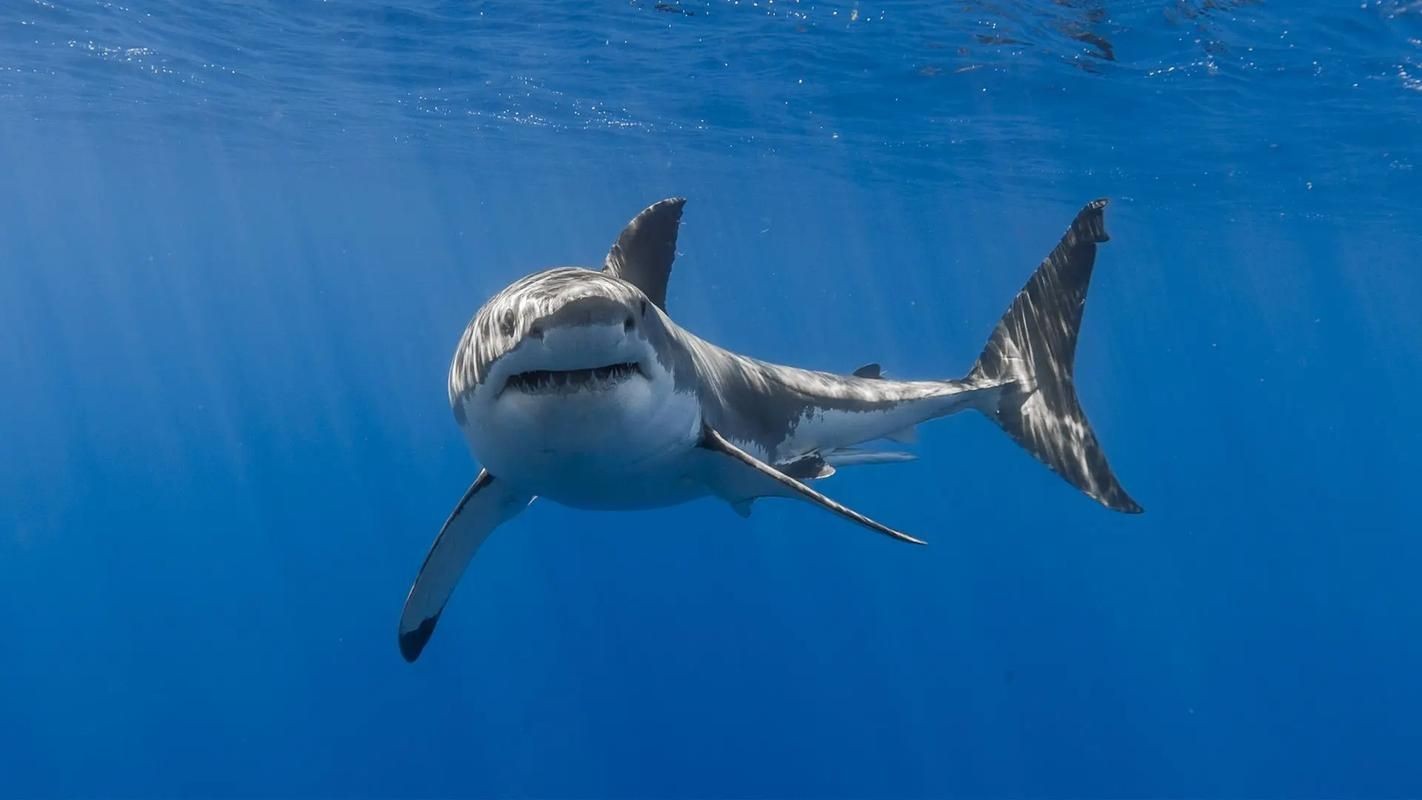 各種鯊魚圖片，震撼視覺！超全鯊魚種類高清大圖