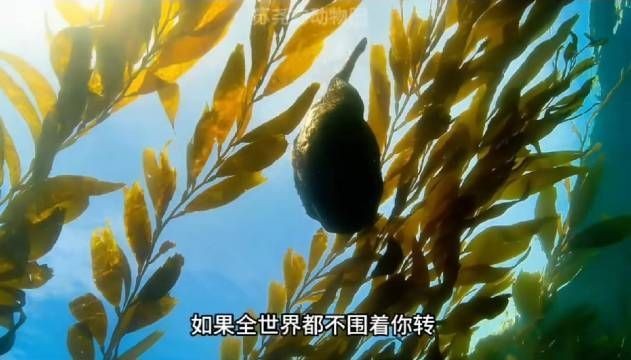 海老虎學名叫什么，揭秘海老虎的正式學名究竟為何
