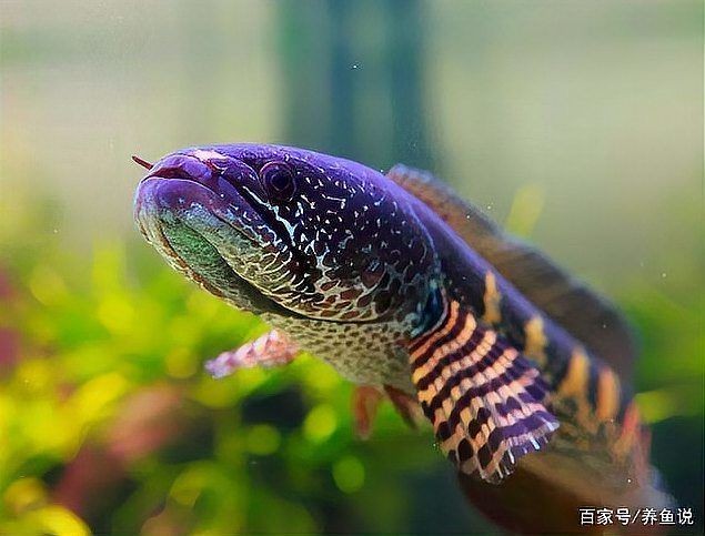 最值得養(yǎng)的雷龍魚，TOP10必選！最適合新手飼養(yǎng)的雷龍魚