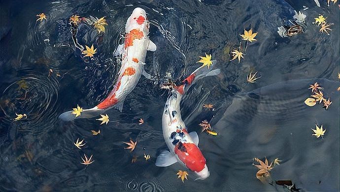 家里養白色錦鯉<strong><mark>吉利</mark></strong>嗎，解析居家養護白色錦鯉
