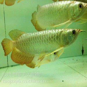 威海龍魚店，威海龍魚專賣店｜精品龍魚繁育·觀賞魚一站式選購