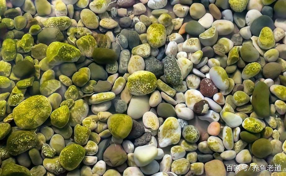 海綿可以做魚缸的過濾棉嗎，海綿能否用作魚缸過濾棉？實測效果與注意事項解析