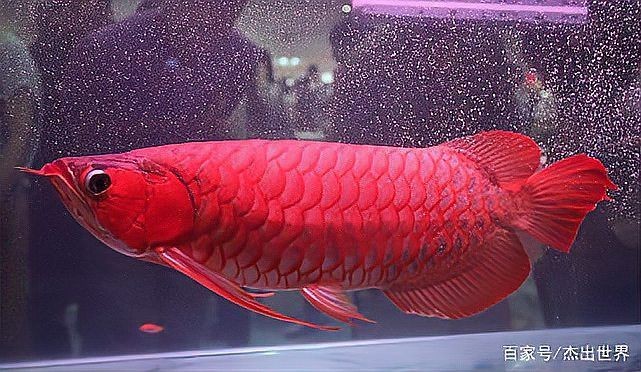 世界上最貴的紅龍魚多少錢，揭秘！全球天價紅龍魚