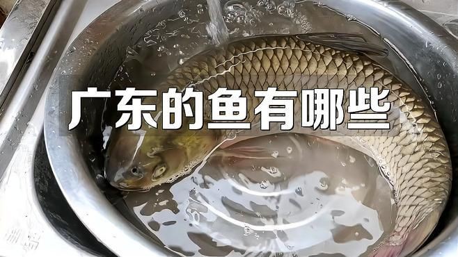 廣東最出名十大魚，盤點廣東十大名魚！這些鮮美水產你吃過