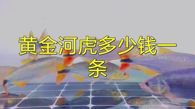 河虎魚多少錢一條，河虎魚市場價多少錢一條？