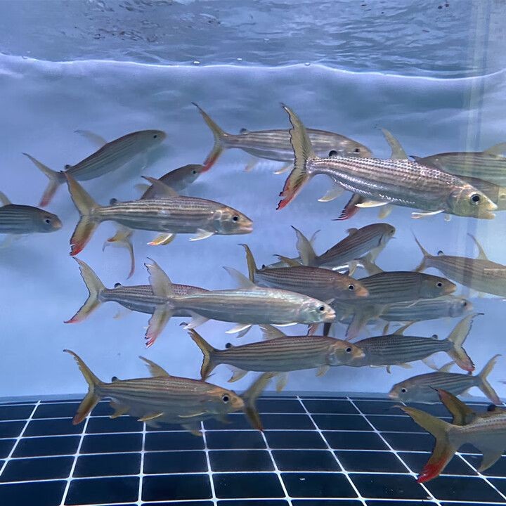 河虎魚(yú)多少錢(qián)一條，河虎魚(yú)市場(chǎng)價(jià)多少錢(qián)一條？