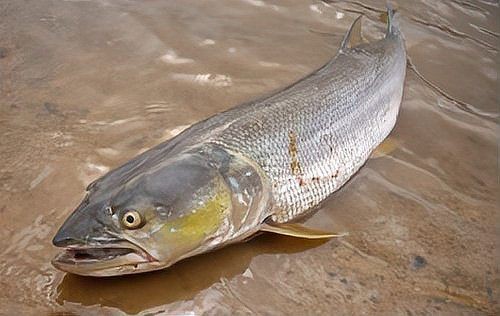 河虎魚(yú)多少錢(qián)一條，河虎魚(yú)市場(chǎng)價(jià)多少錢(qián)一條？