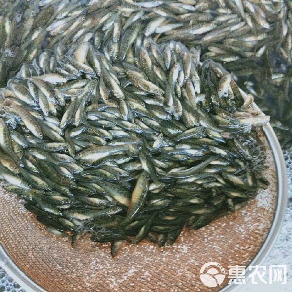 河虎魚(yú)多少錢(qián)一條，河虎魚(yú)市場(chǎng)價(jià)多少錢(qián)一條？