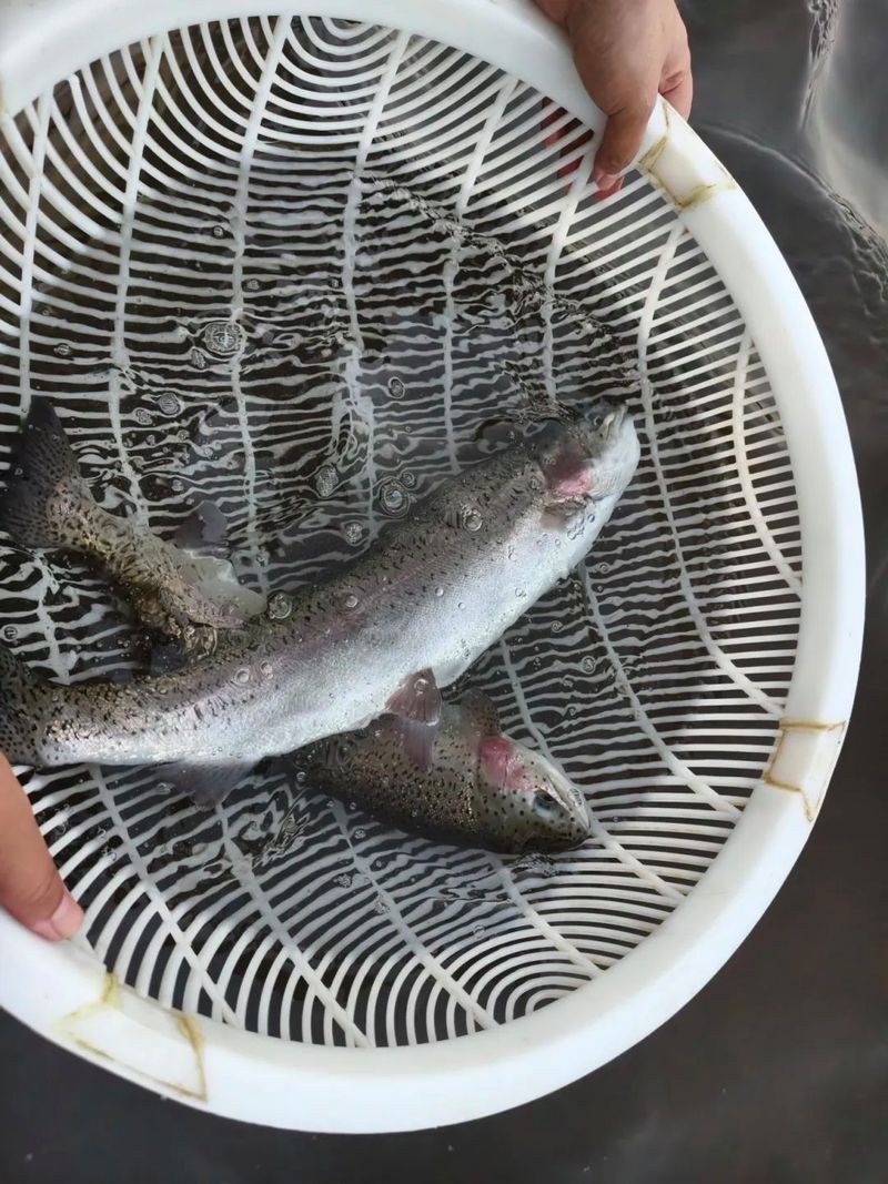 和田龍魚店，和田龍魚店，探秘西域珍品龍魚養殖