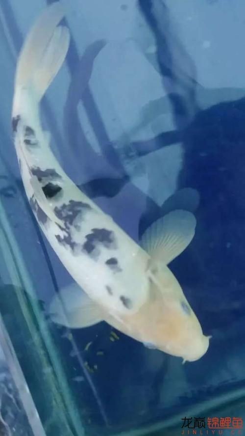和尚頭魚圖片，高清和尚頭魚實拍圖鑒， 和尚頭魚圖片，高清和尚頭魚實拍圖鑒， 全國水族館企業名錄 第22張