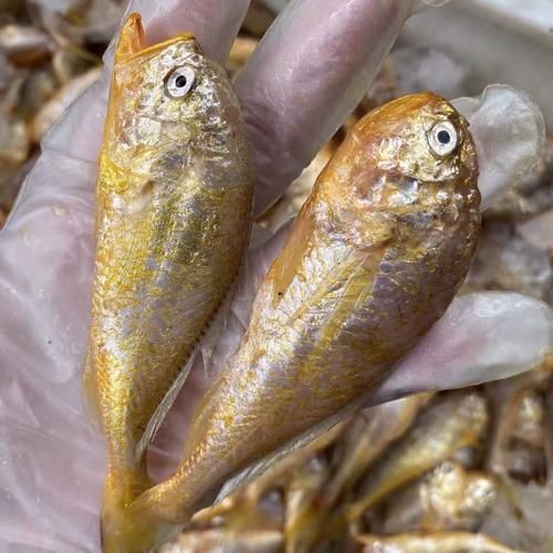 和尚頭魚圖片，高清和尚頭魚實拍圖鑒， 和尚頭魚圖片，高清和尚頭魚實拍圖鑒， 全國水族館企業名錄 第4張